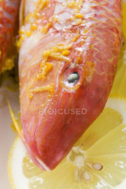 Fresh Red mullet with lemon sauce — Stock Photo