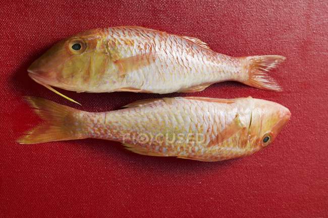 Fresh raw red mullet — Stock Photo