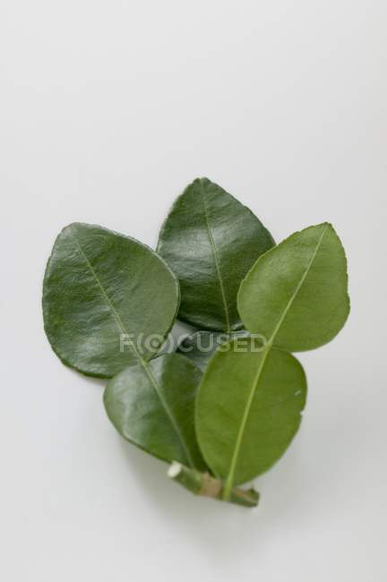 Green Lemon leaves — Stock Photo