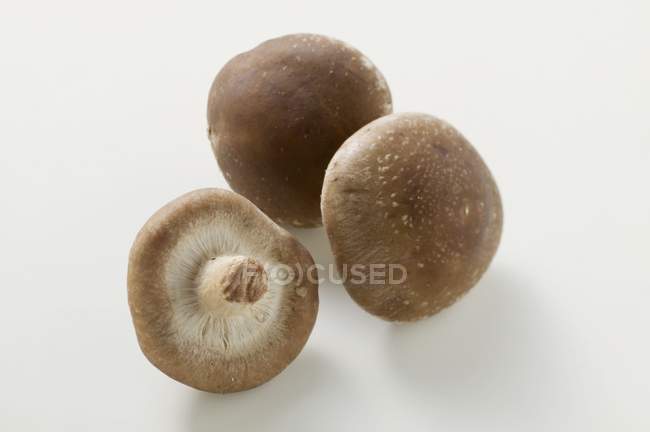 Trois champignons shiitake — Photo de stock