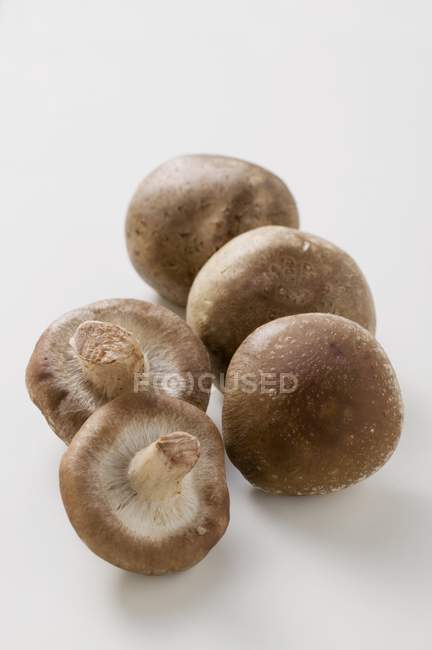 Five shiitake mushrooms — Stock Photo