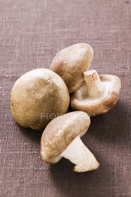 Quatre champignons shiitake — Photo de stock
