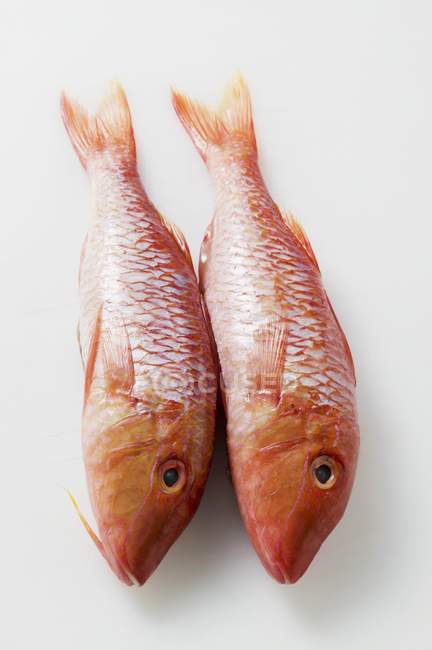 Fresh red mullet — Stock Photo