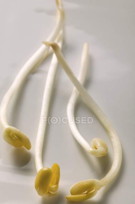 A few soya sprouts on white surface — Stock Photo