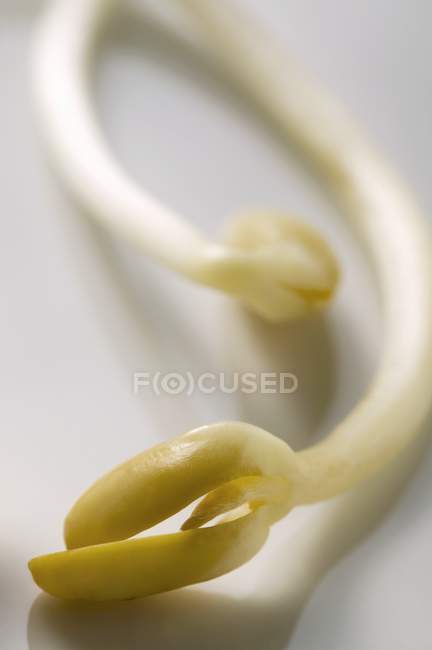 Due germogli di soia — Foto stock