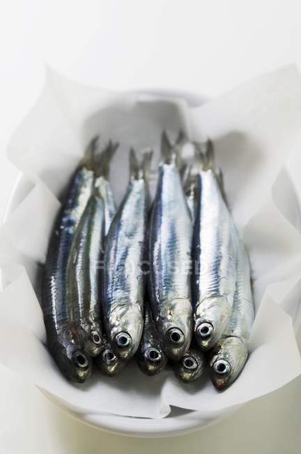 Várias anchovas frescas — Fotografia de Stock