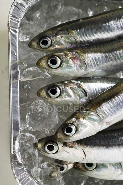 Varias anchoas frescas - foto de stock