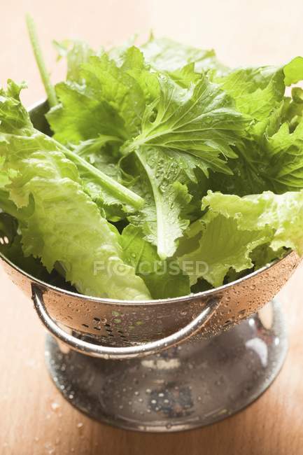 Свежевымытые листья салата — стоковое фото