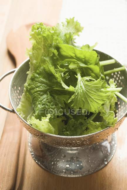 Frisch gewaschene Salatblätter — Stockfoto