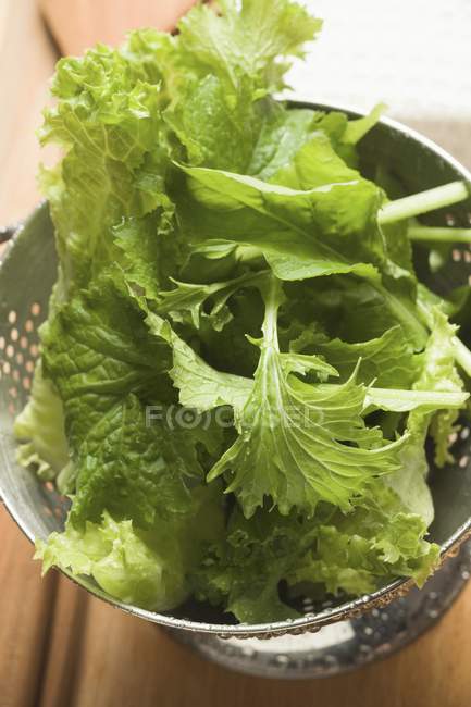 Folhas de salada recém-lavadas — Fotografia de Stock