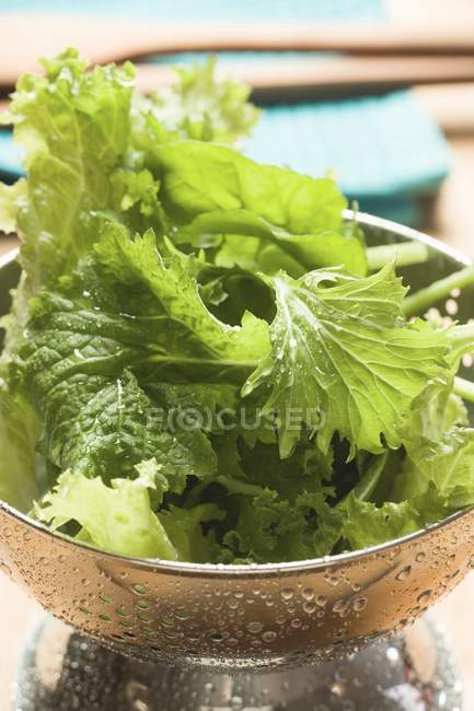 Folhas de salada recém-lavadas — Fotografia de Stock