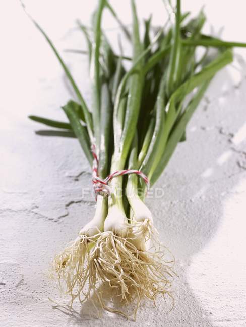 Spring onions, in a bunch — Stock Photo