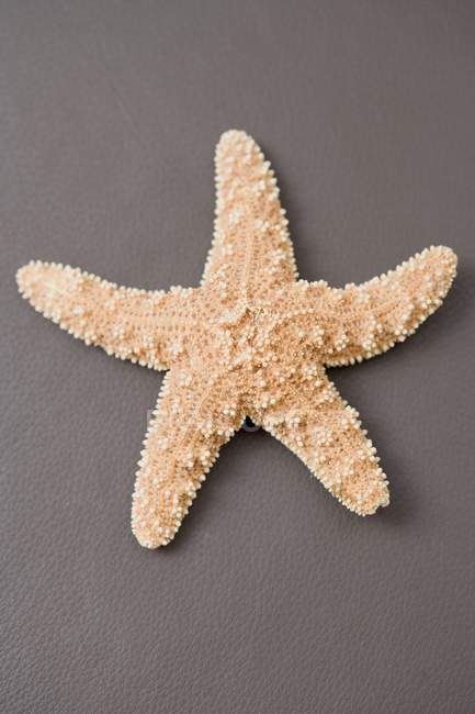 Vista superior de una estrella de mar sobre una superficie marrón - foto de stock