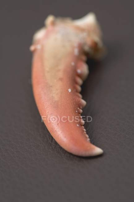 Lobster claw, close-up — Stock Photo
