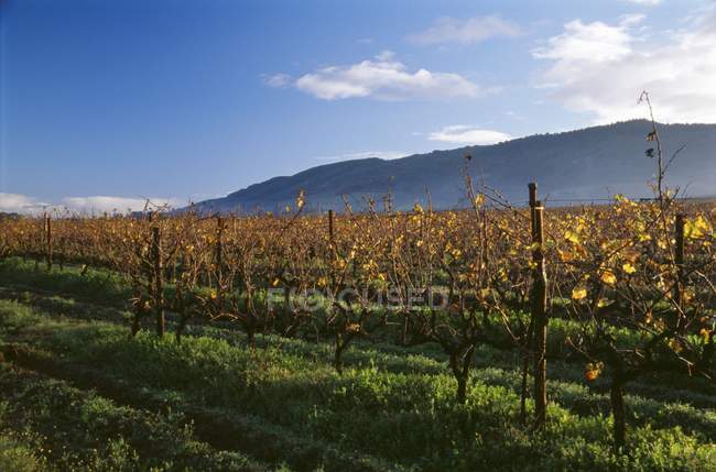 Visão diurna das vinhas na região de Stellenbosch — Fotografia de Stock