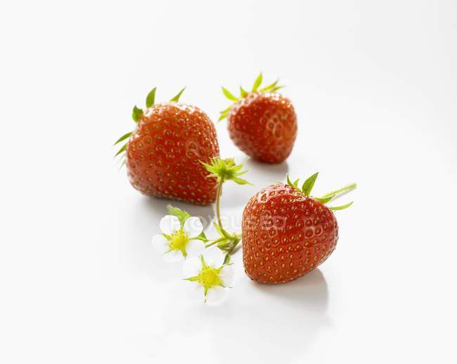 Fresas frescas maduras con flores - foto de stock