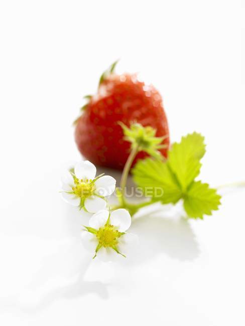 Fraise aux fleurs de fraise — Photo de stock