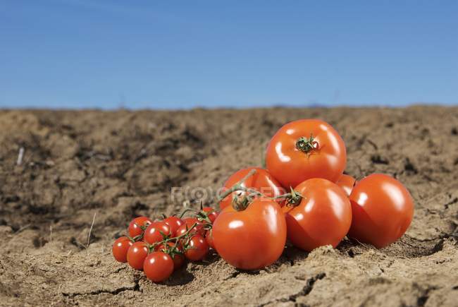 Ripe Red Tomatoes — Stock Photo