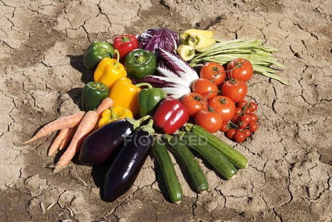 Vegetables on dry soil ground outdoors — Stock Photo
