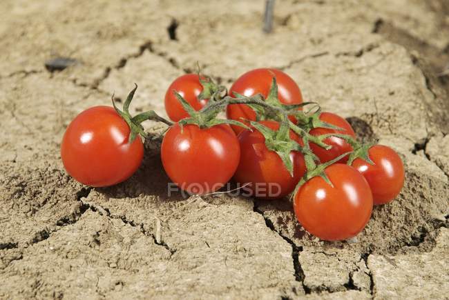 Pomodori rossi maturi — Foto stock
