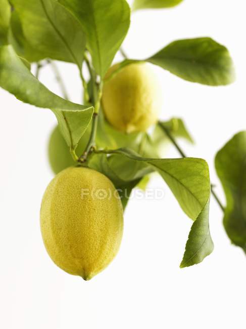 Limones frescos maduros en el árbol - foto de stock