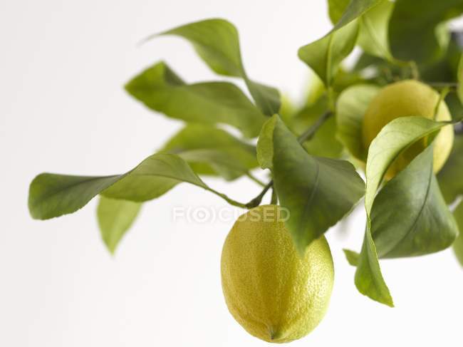 Свежие спелые лимоны на дереве — стоковое фото