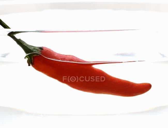 Thailändische rote Chilischote — Stockfoto