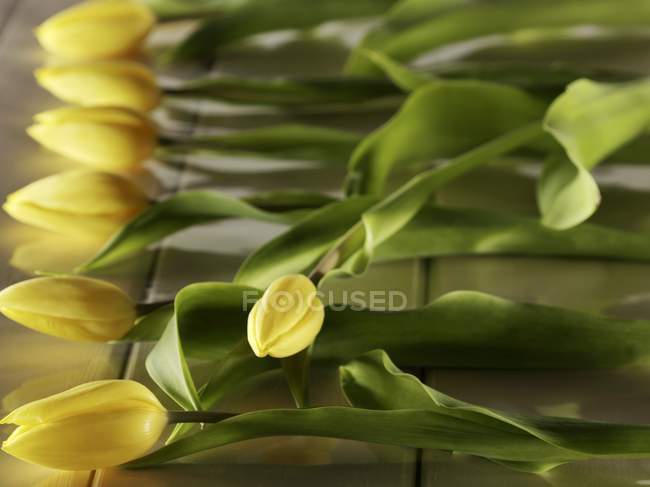 Vista close-up de tulipas amarelas em uma fileira — Fotografia de Stock