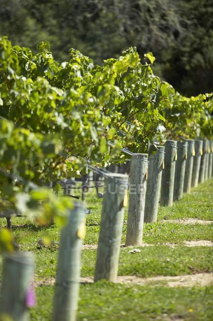Visão diurna de fileiras de vinhas amarradas a postes de madeira, Nova Zelândia — Fotografia de Stock