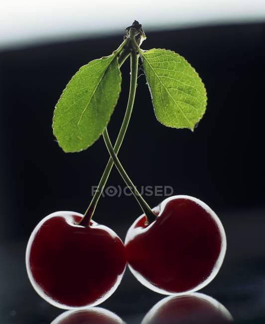 Cerezas frescas maduras - foto de stock