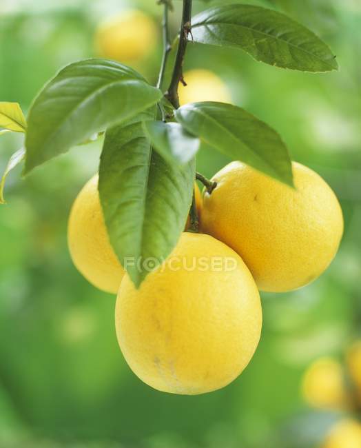 Limones frescos maduros en el árbol - foto de stock