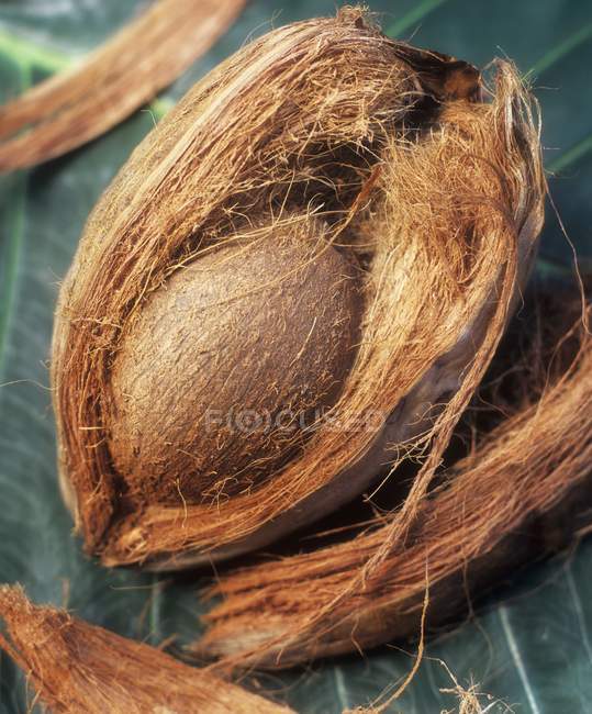 Свежий кокос в раковине — стоковое фото