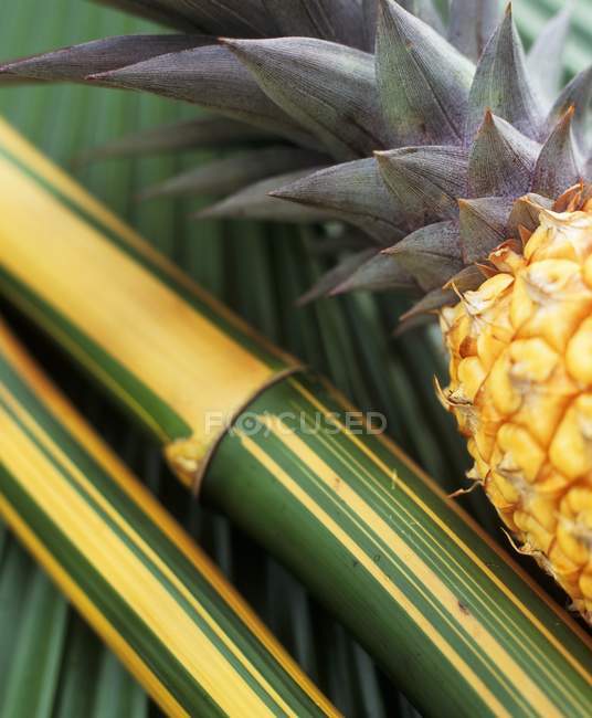 Closeup view of pineapple and bamboo cane on a palm leaf — Stock Photo
