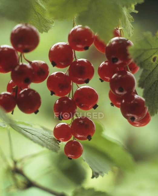 Cachos de groselhas vermelhas maduras — Fotografia de Stock