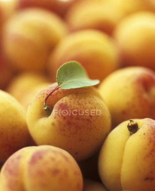Fresh ripe apricots — Stock Photo