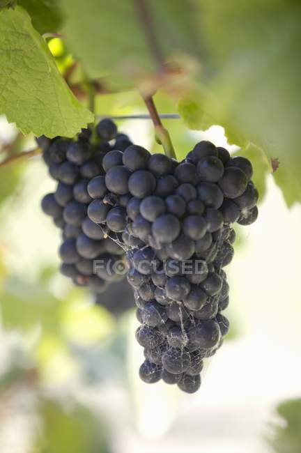 Червоне вино чорний виноград — стокове фото