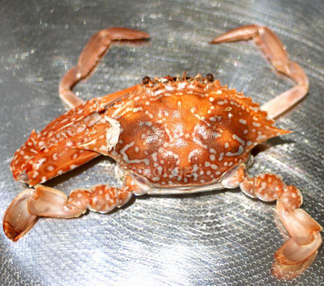 Vista de primer plano del cangrejo cocido en la sartén - foto de stock