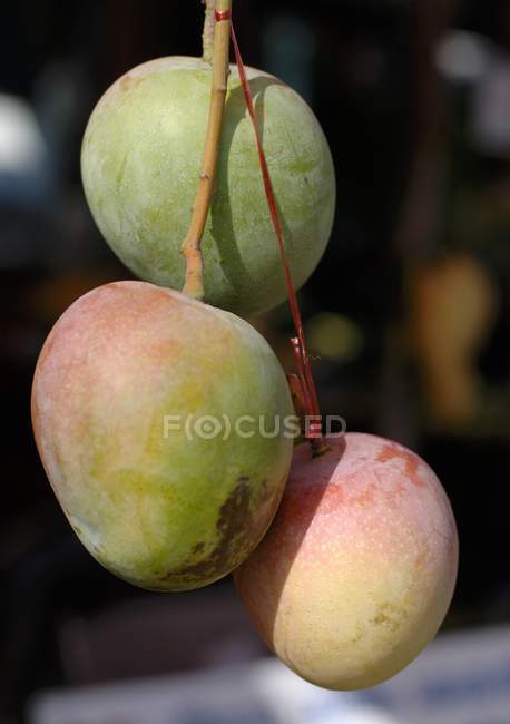 Mangoes hanging on branch — Stock Photo