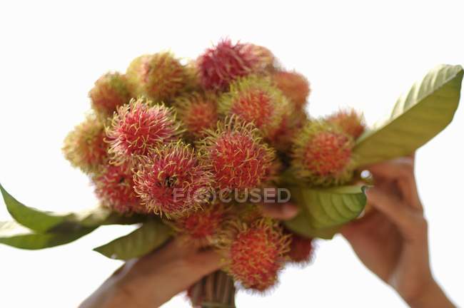 Hands holding rambutans — Stock Photo