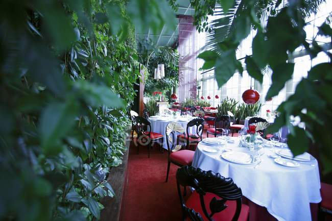 Cespugli verdi e tavoli festivi in un conservatorio — Foto stock