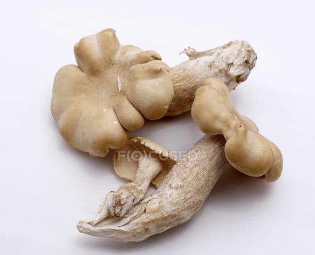 Thai mushrooms, close-up — Stock Photo