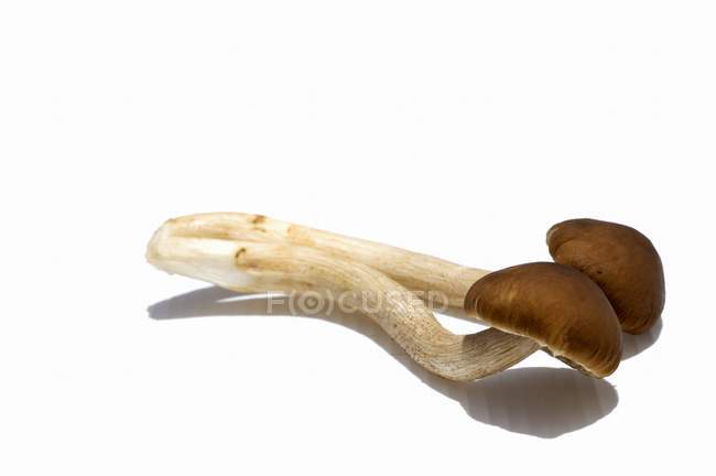 Cogumelos Yanaki, close-up — Fotografia de Stock