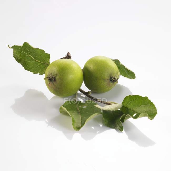 Два зеленых яблока — стоковое фото
