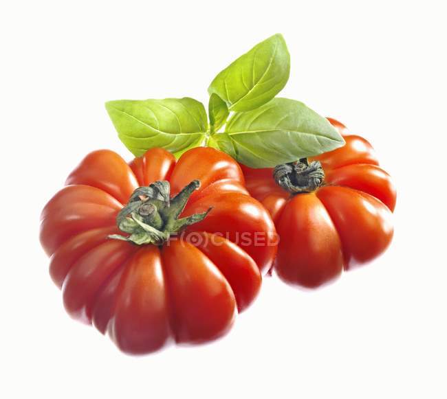 Beefsteak tomates con hojas de albahaca - foto de stock