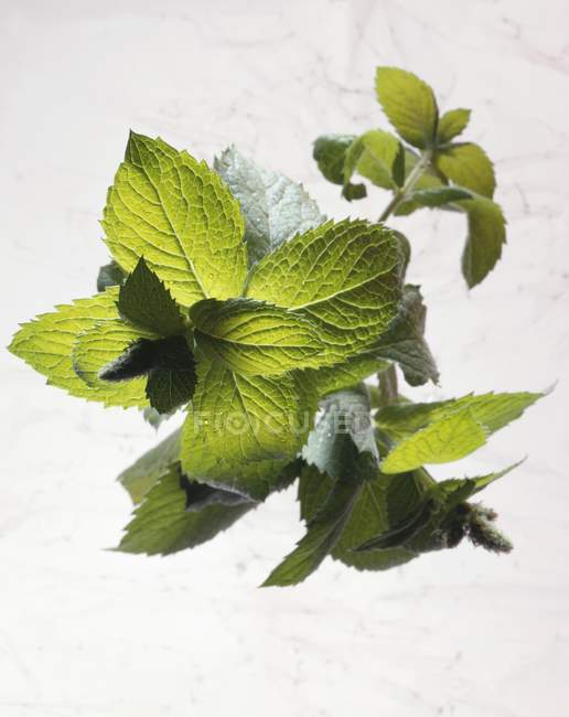 Fresh mint leaves — Stock Photo