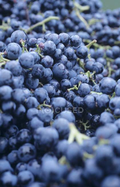 Sptburgunder raisins noirs — Photo de stock