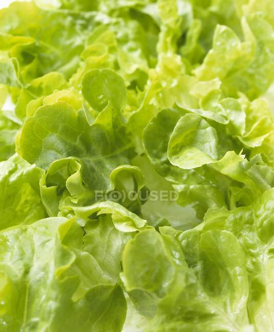 Ripe Lettuce leaves — Stock Photo
