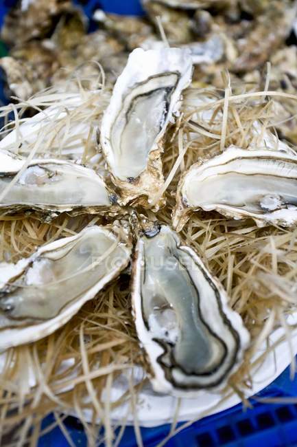 Opened oysters on market stall — Stock Photo