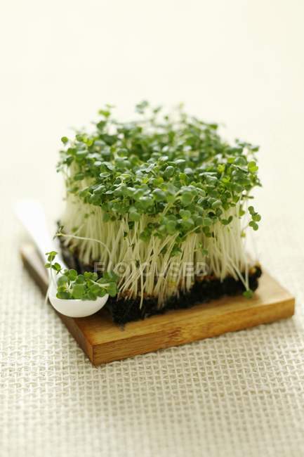 Rocket sprouts on wooden board — Stock Photo