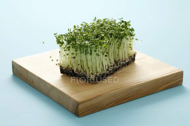 Brotes de brócoli verde - foto de stock